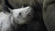 وحيد القرن كييف (تويتر)