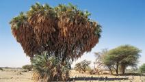 أشجار ونباتات تتعايش مع قلة الماء في السودان (Getty)