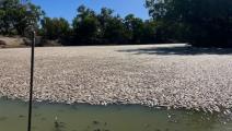 أسماك نافقة في نهر دارلينغ في أستراليا (تويتر)