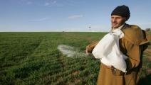 الزراعة في المغرب - فرانس برس