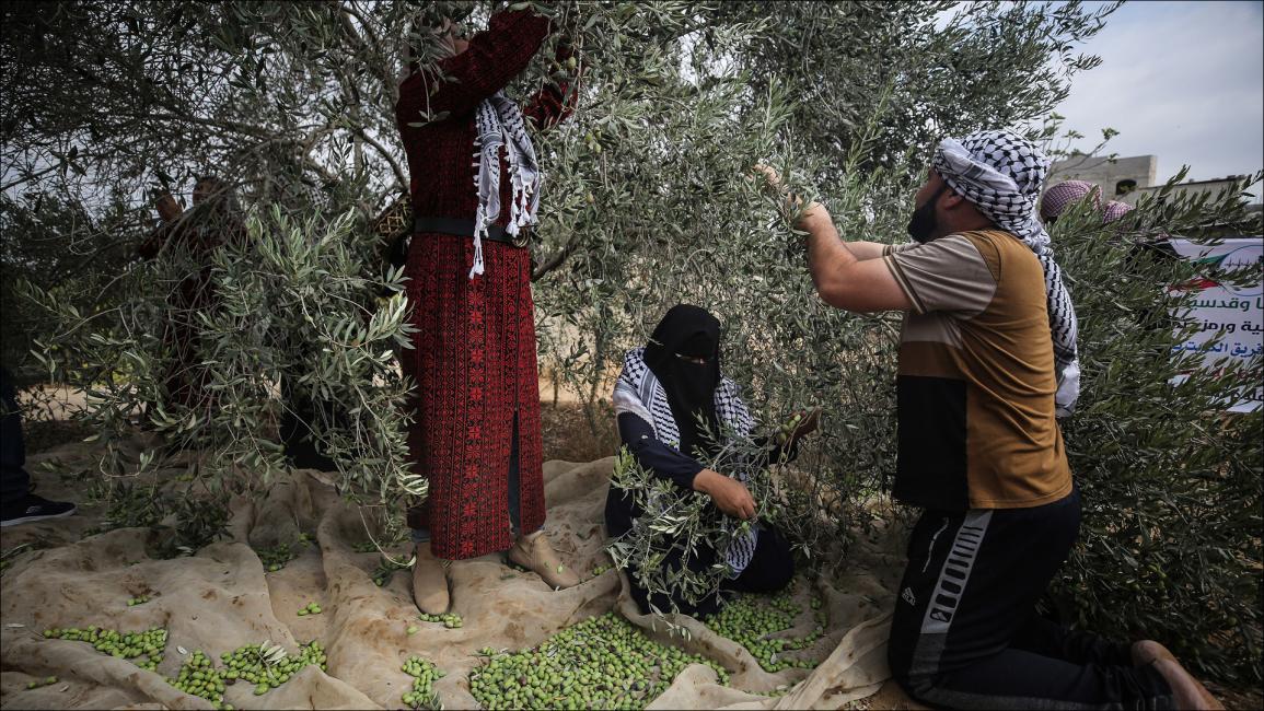 متطوعون يساندون مزارعي حدود غزة في جني الزيتون