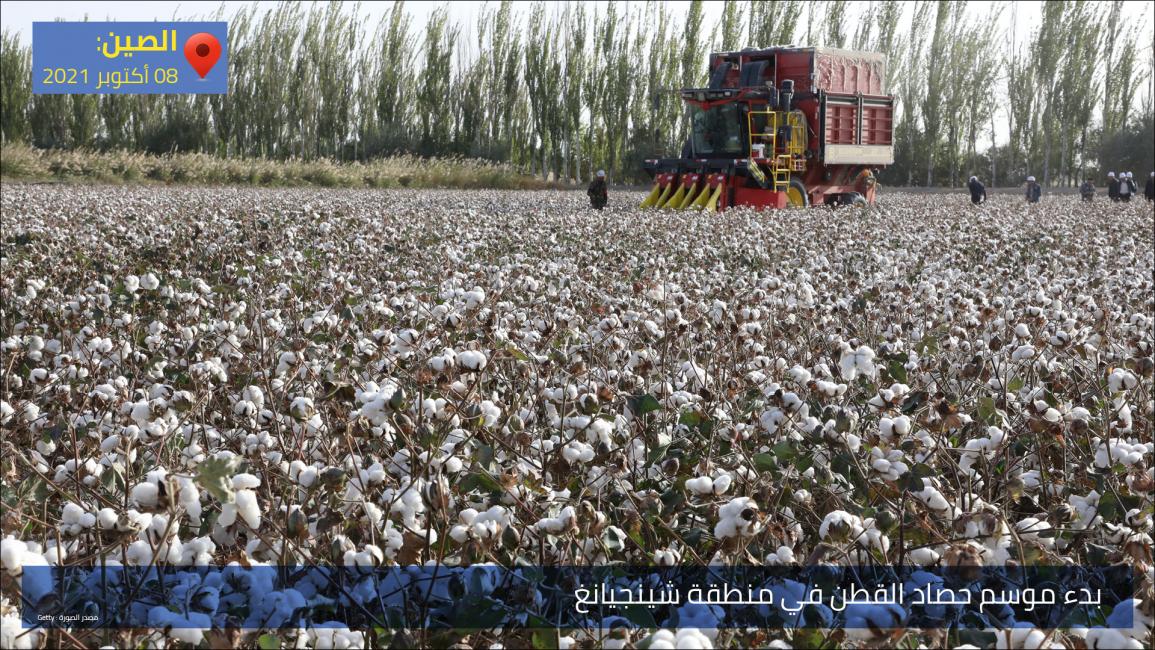 بدء موسم حصاد القطن في منطقة شينجيانغ