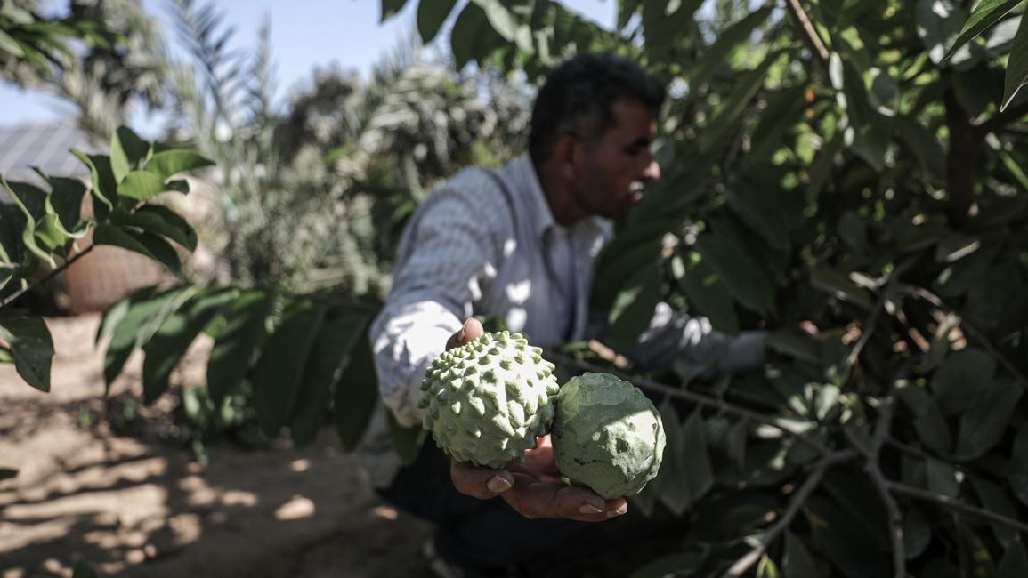 غزة.. "الدحدوح" يعمّر أرض الأجداد بـ "فاكهة القشطة"
