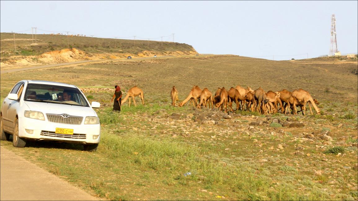 تربية الإبل في ظفار العُمانية.. إرث خالد ومهنة لا تندثر