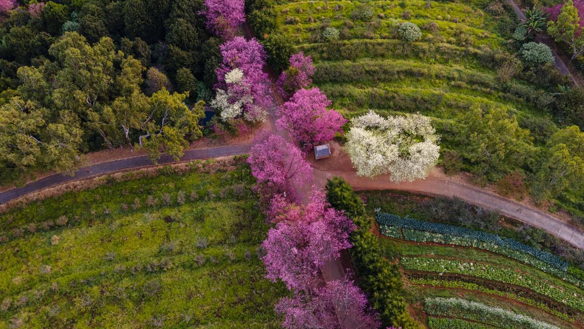 شمال تايلاند.. حيث تتفتح أزهار الكرز البري في جبال الهيمالايا