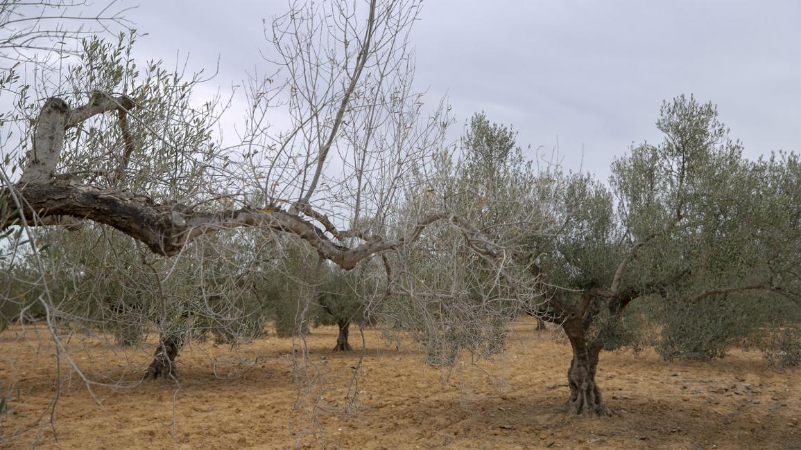 الجفاف يهدد حياة الشجر والبشر في تونس