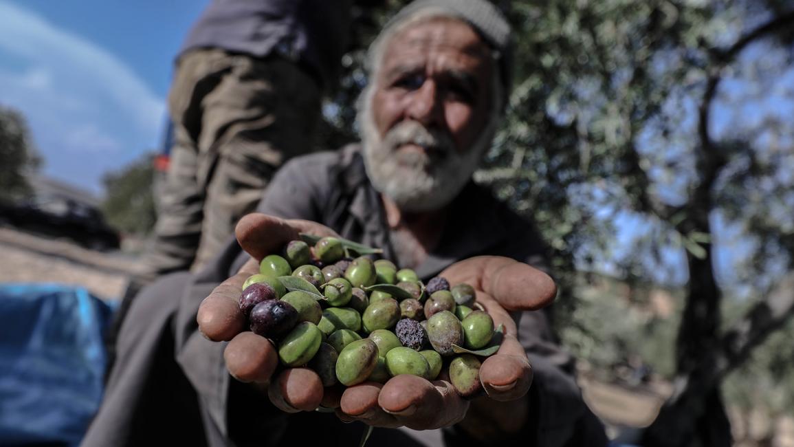 يذهب المزارعون لحقولهم رغم مخاطر قصف النظام السوري وحلفائه الذين يستهدفون المنطقة (عزالدين قاسم/الأناضول)