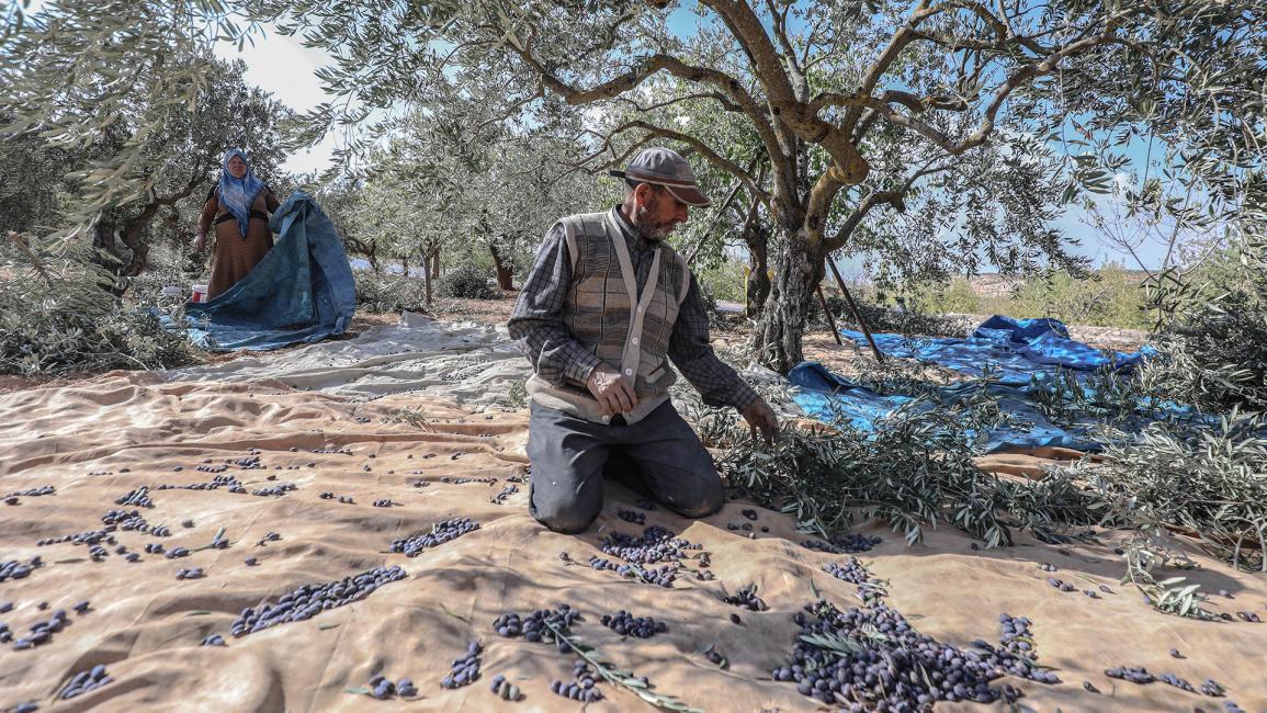 يتوقع المزارعون زيادة في محصول الزيتون هذا العام بالمقارنة مع العام الماضي (عزالدين قاسم/الأناضول)