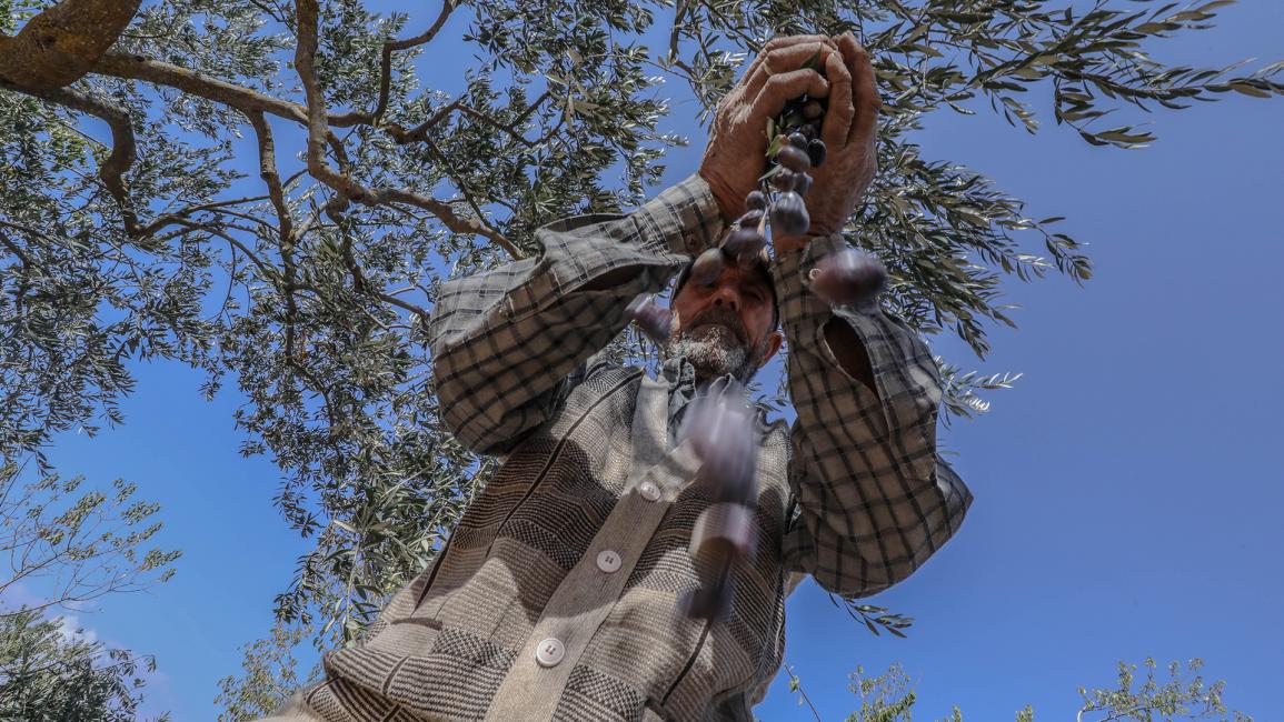 تعد أشجار الزيتون من موارد الدخل الأساسية للمزارع في ريف إدلب (عزالدين قاسم/الأناضول)
