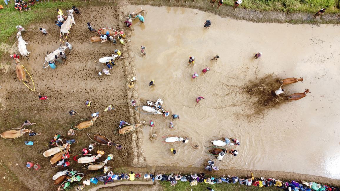 سباق للثيران في إندونيسيا احتفالا بحصاد الأرز