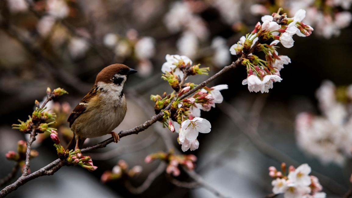 "ساكورا".. موسم تفتح أزهار الكرز في اليابان