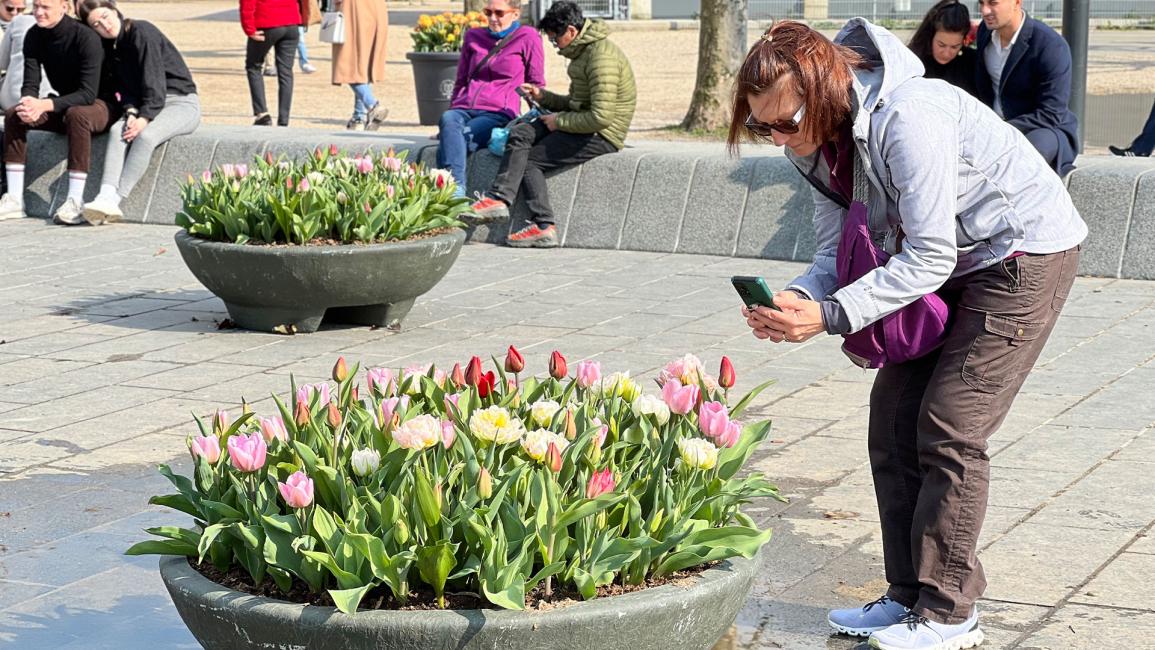 مئات آلاف أزهار التوليب تزين أحياء عاصمة هولندا