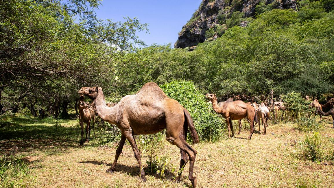 موسم "الخطلة" السنوي لرعي الإبل.. تقليد تاريخي وسياحي في سلطنة عمان