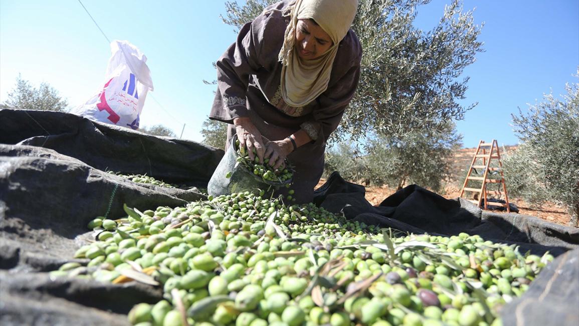 "العونة".. تكافل فلسطيني يتجلى مع قطف الزيتون