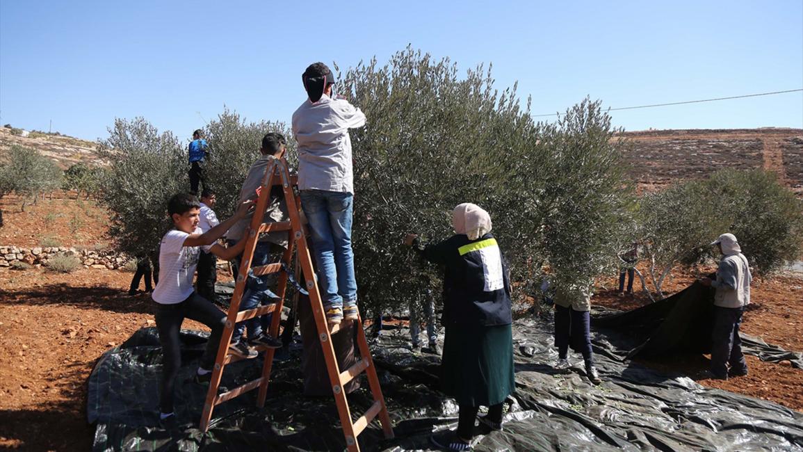 "العونة".. تكافل فلسطيني يتجلى مع قطف الزيتون