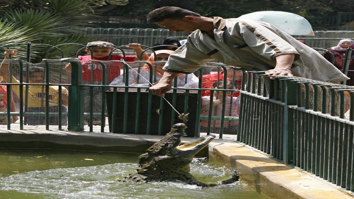 تمساح في حديقة الجيزة في مصر