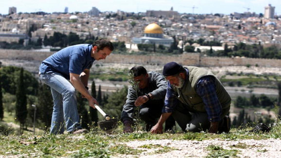 فلسطينيون يزرعون الزيتون 