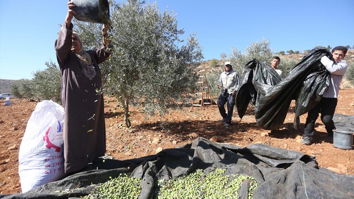 "العونة".. تكافل فلسطيني يتجلى مع قطف الزيتون