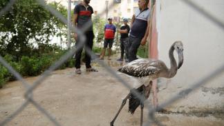 متطوعون ينقذون طيور النحام الوردي في الجزائر، 19 يوليو 2024 (فرانس برس)