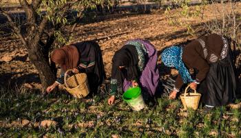 عاملات زراعيات في المغرب (فاضل سنّا/ فرانس برس)