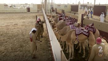 مونديال قطر فرصة لمشجعي كرة القدم للتعرف على سباقات الهجن