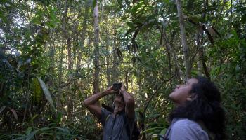 يؤكد خبراء أهمية تراجع إزالة غابات الأمازون (مورو بيمانتيل/ فرانس برس)