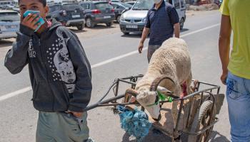 يتمسك المغاربة بشراء الأضاحي رغم الصعوبات المادية (فاضل سنّا/ فرانس برس)
