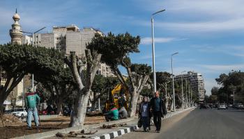 أشجار مقطوعة في أحد شوارع القاهرة (محمد الشاهد/فرانس برس)