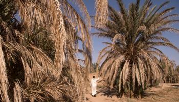 تضررت واحات جنوب المغرب بشدة من الجفاف (فاضل سنا/فرانس برس)