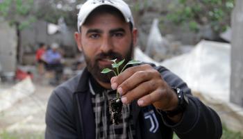 فلسطيني يتبنى مبادرة في بيت لاهيا لإحياء الأراضي الزراعية التي دمرها الاحتلال (الأناضول)