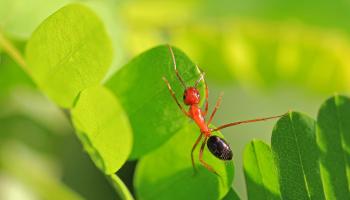 النمل الحفار في فلوريدا، واسمه العلمي كامبونوتوس فلوريدانوس (Getty)