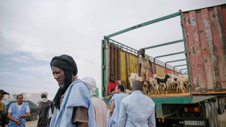سوق الأضاحي في نواكشوط، 30 يوليو 2020 (Getty)