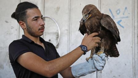 صقر معروض للبيع في سوق الغزال للحيوانات في بغداد، 13 مايو 2022 (أحمد الربيعي/ فرانس برس)