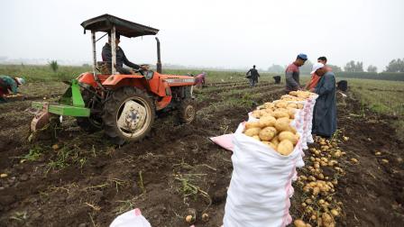مزارعون يحصدون البطاطس في المنوفية، مايو 2024 (أحمد حسب الله/Getty)