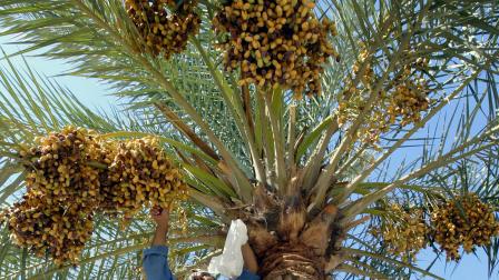 قطف التمور في بغداد، 10 أغسطس 2004 (Getty)